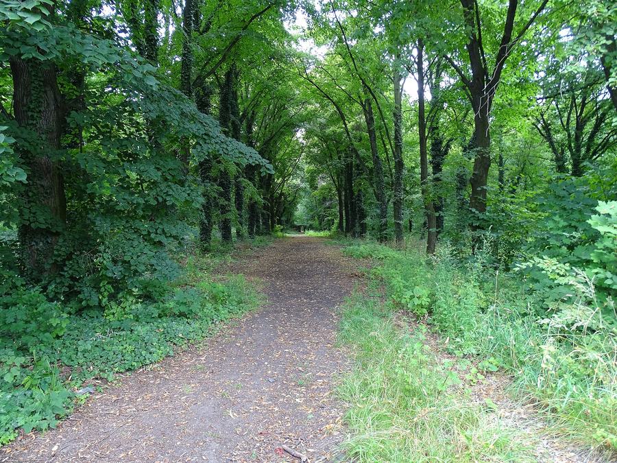 A leaf-covered path running into dense green woodland, ivy climbing every trunk, undergrowth on both sides and no graves visible.