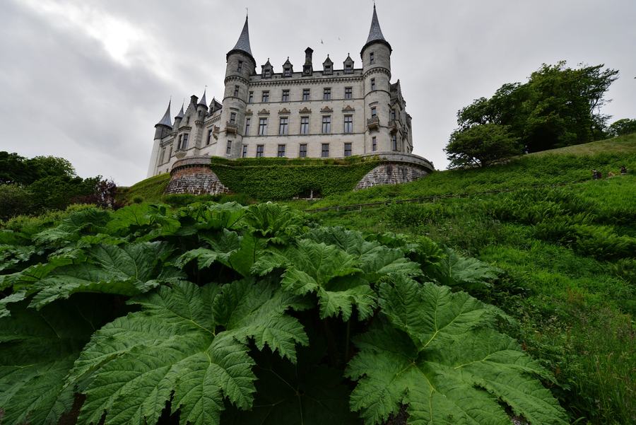 A tall castle with conical turrets and steep roofs on a wooded rise, seen over giant rhubarb-like gunnera leaves in a terraced garden.
