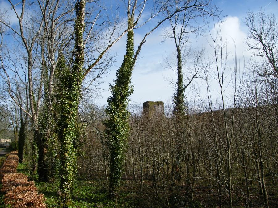 An ivy-covered ruined stone tower standing among leafless trees on a slope of rough grass.