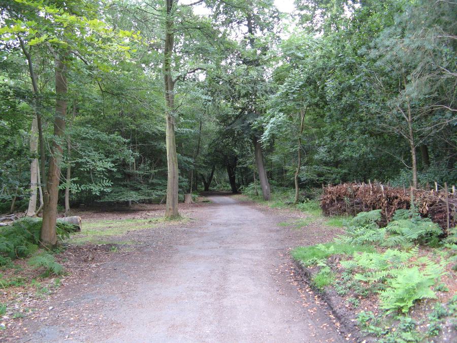 A gravel track running into a dense green wood of tall straight trees, with bracken and a low fence on the right.