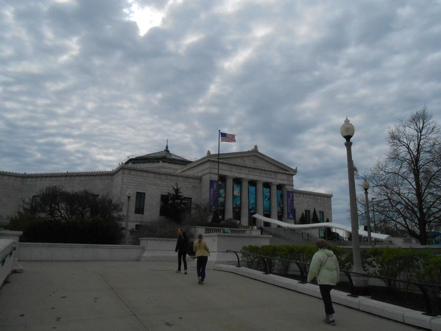 The John G. Shedd Aquarium on Chicago's Museum Campus, the white marble rotunda facing Lake Michigan.