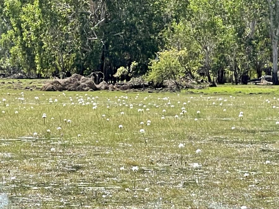 A shallow billabong covered in green weed and small white waterlilies, a dense line of paperbark trees behind it.