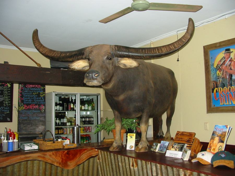 A large stuffed water buffalo with wide horns standing on a timber bar top inside a pub, drink fridges and a Crocodile Dundee poster behind.