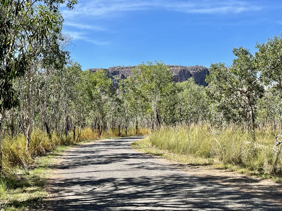 A narrow sealed road running away from the camera through open woodland towards a long low orange cliff.