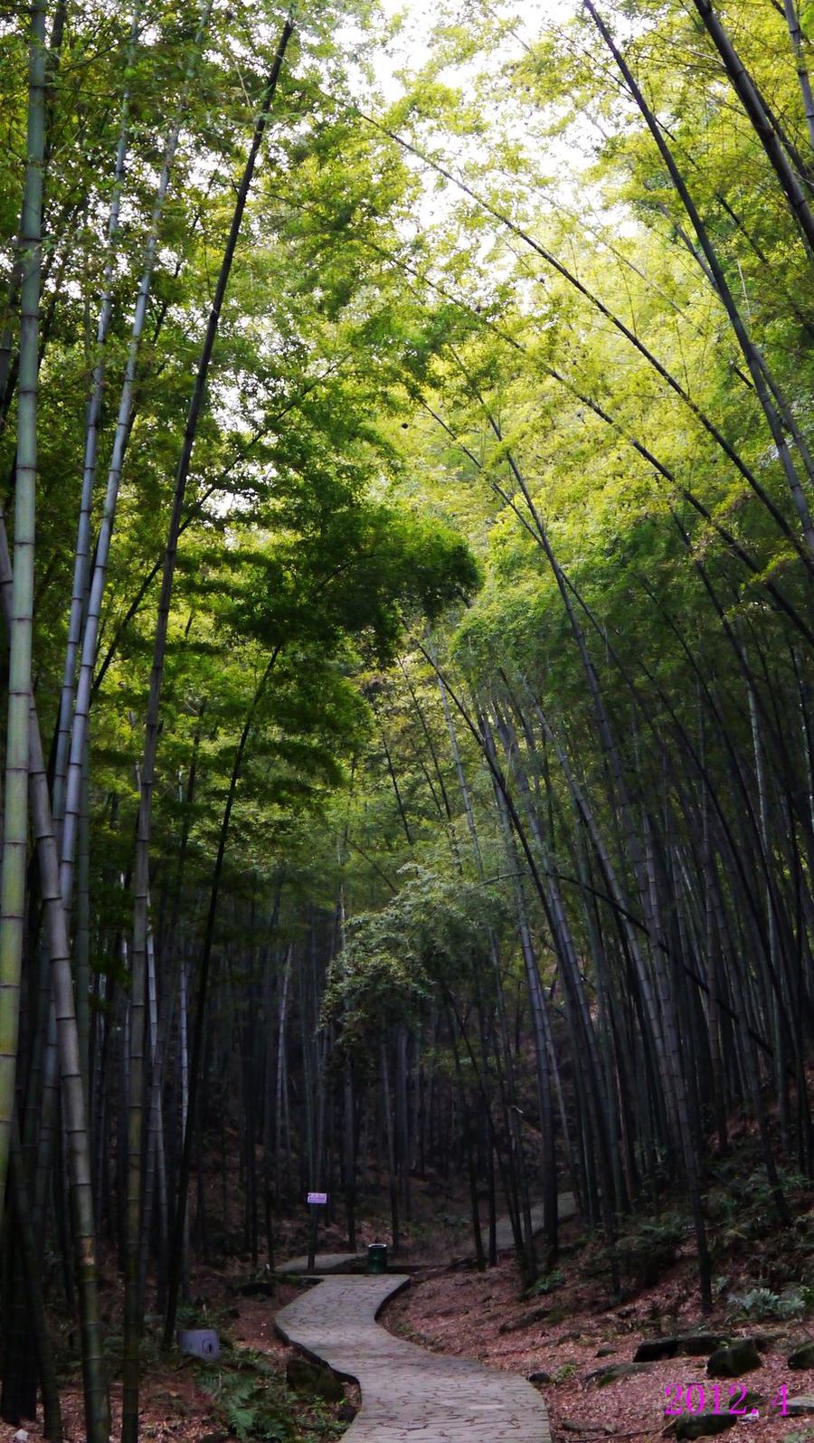 A paved footpath winding downhill between dense stands of tall bamboo