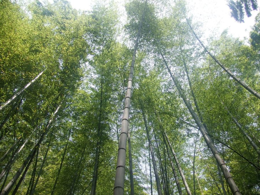 Tall bamboo culms seen from below against a bright sky