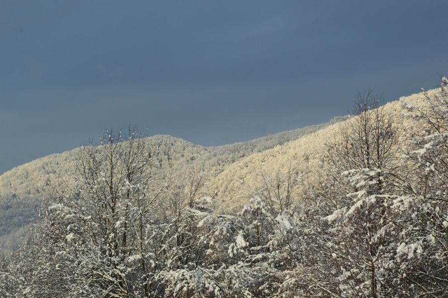 A forested Carpathian ridge covered in fresh snow under a dark sky