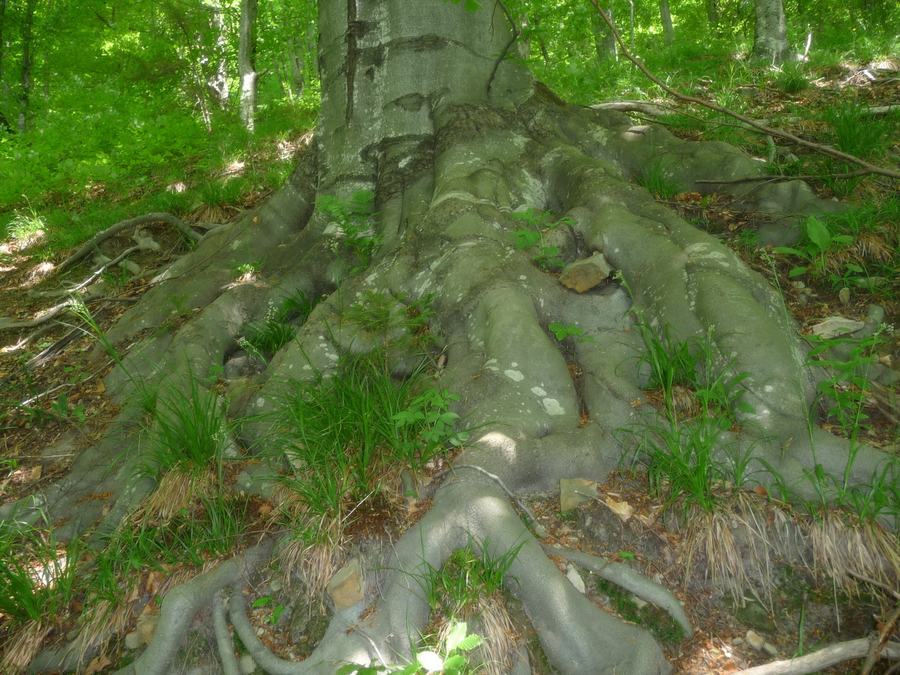 Exposed roots of a large beech tree spreading down a wooded slope