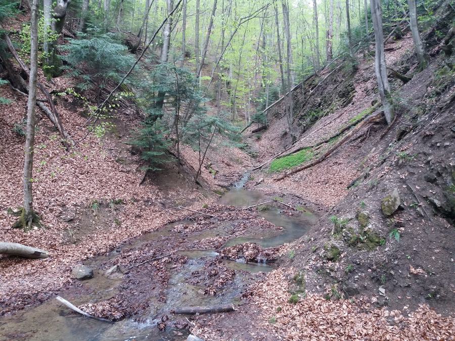 A small stream running through a leaf-covered ravine in a beech forest