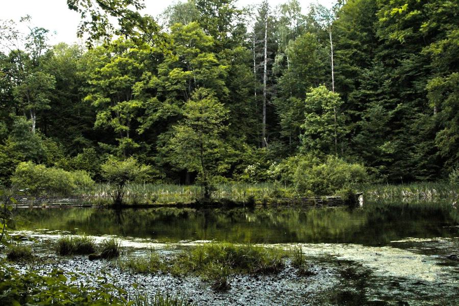 A small forest lake with reeds and dense green woodland on the far shore