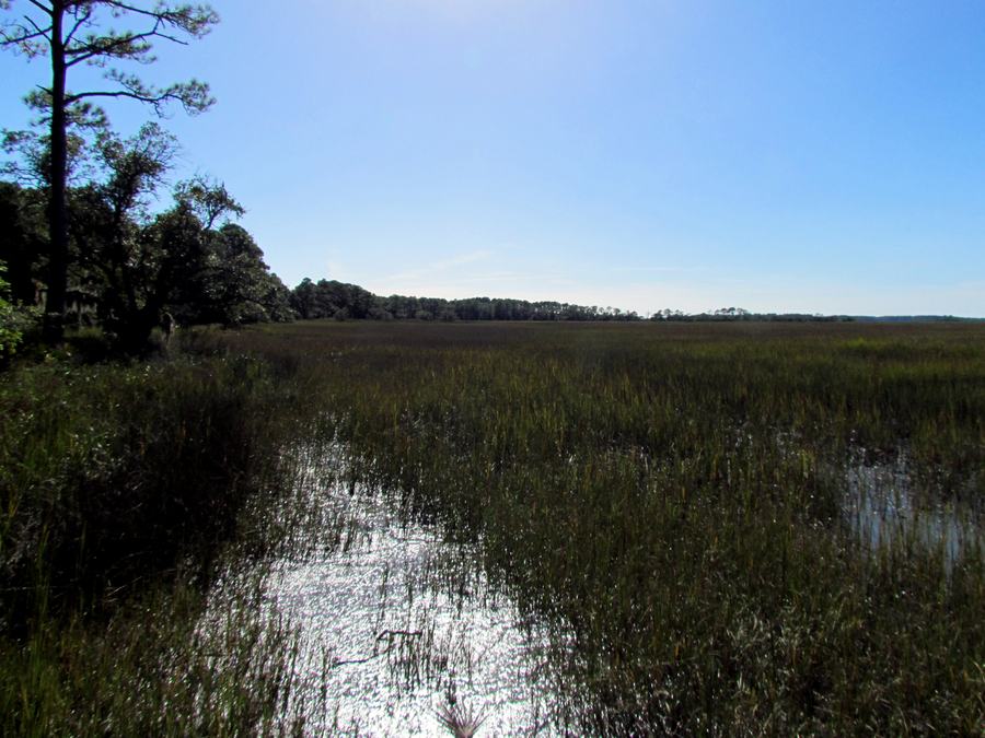 Salt marsh with open water in the foreground and a treeline on the horizon