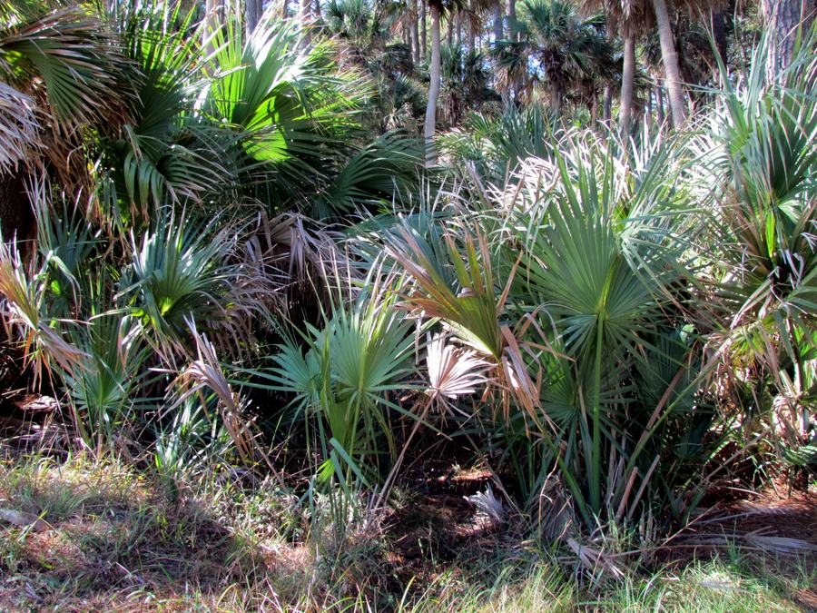 Dense stand of young palmetto palms in a coastal forest