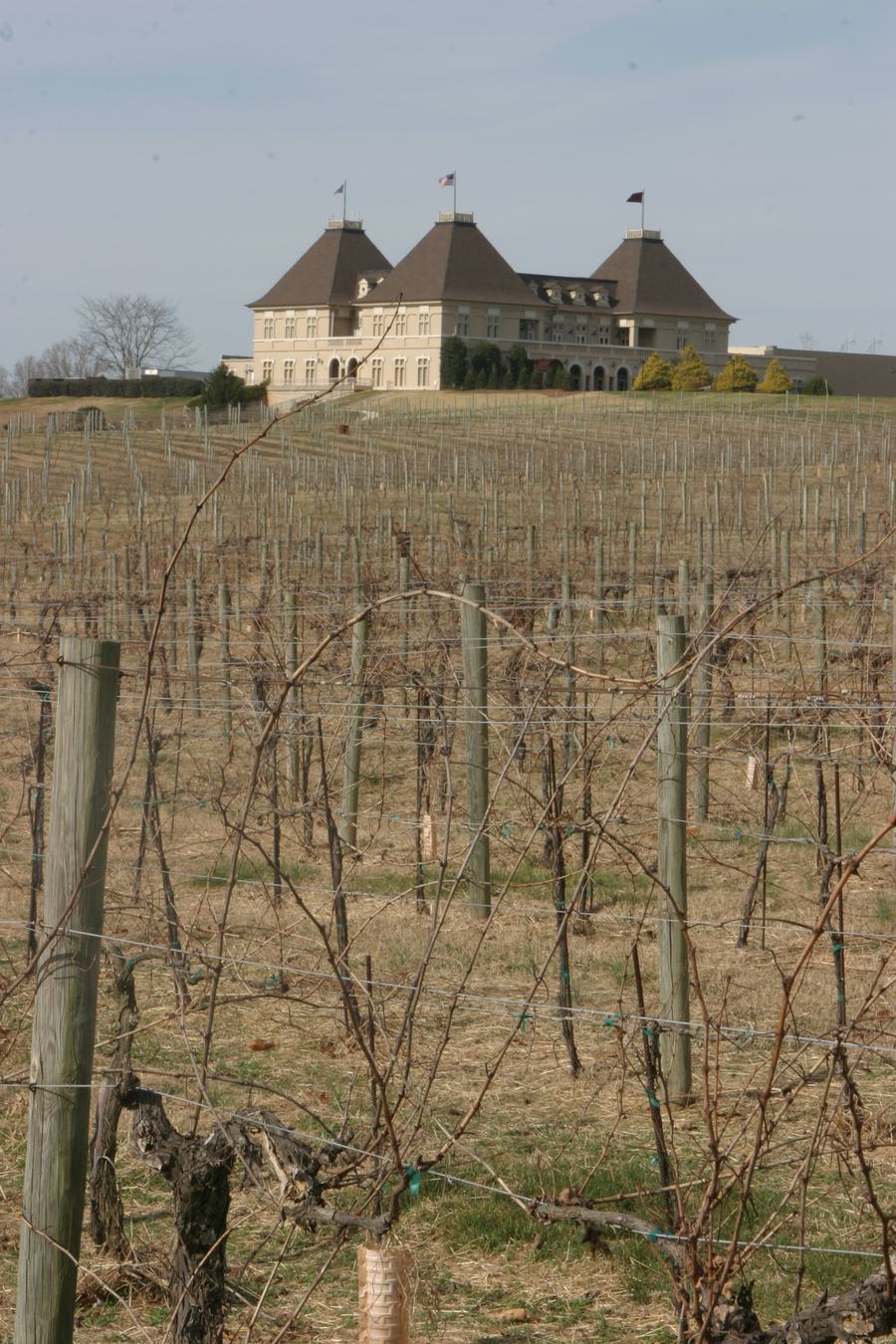 Chateau-style winery building on a rise above bare winter vines, Braselton, Georgia