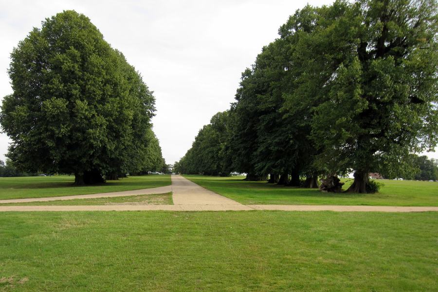 A wide grass avenue between two lines of mature trees in Knebworth Park, with mown paths running down it.