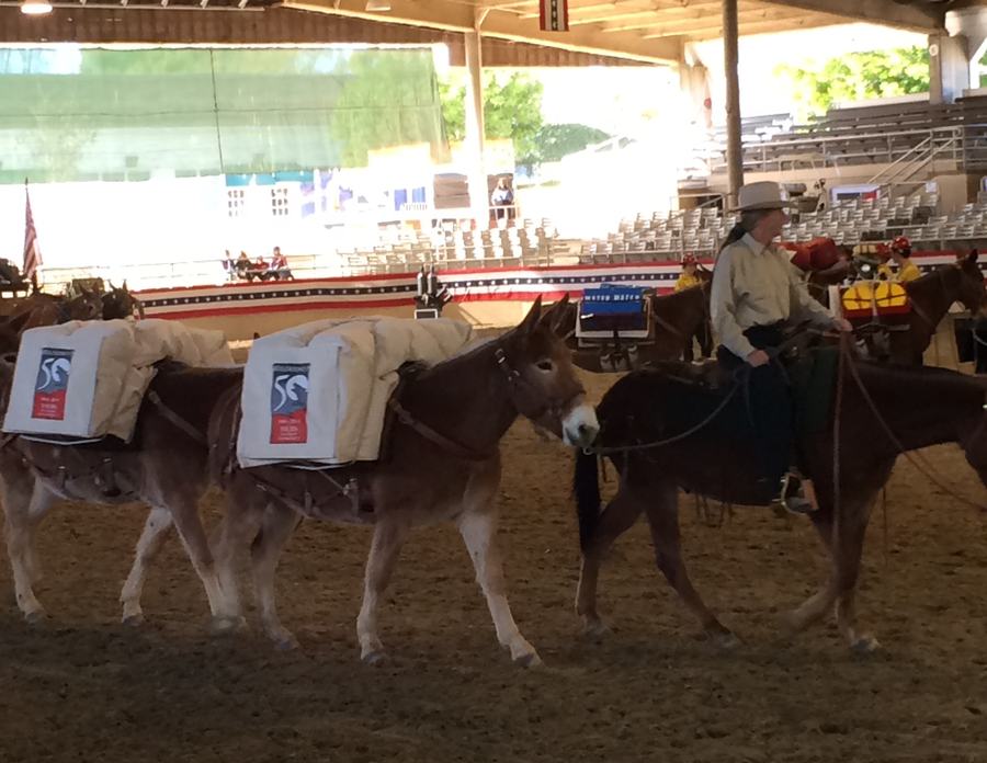 Rider leading a string of pack mules across the sand of an indoor arena