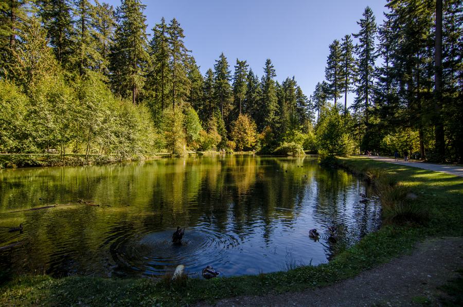 Still pond reflecting tall conifers in a city park on a sunny day, ducks on the water