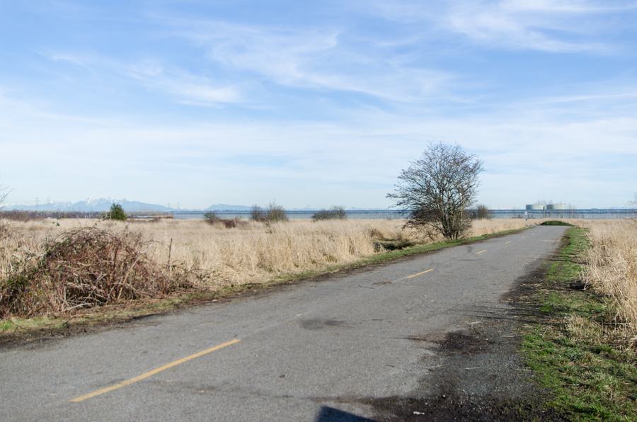 Narrow paved path through dry winter grassland with a single bare tree, distant snowy mountains on the horizon