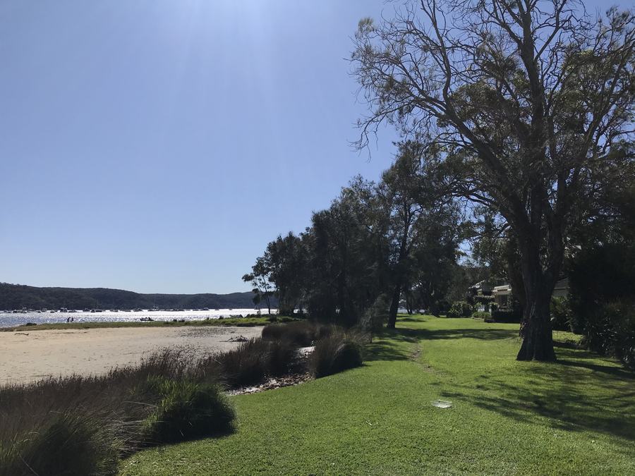 Careel Bay at low tide, with exposed sand flats, a grassy foreshore and tall eucalypts