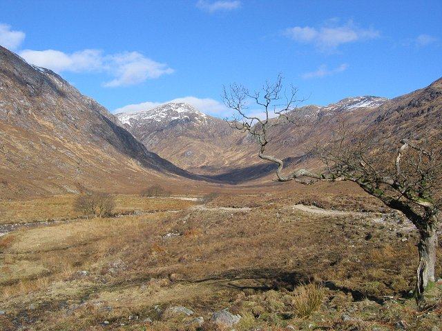 Bare corrie in Ardgour with snow on the tops and a wind-bent tree in the foreground