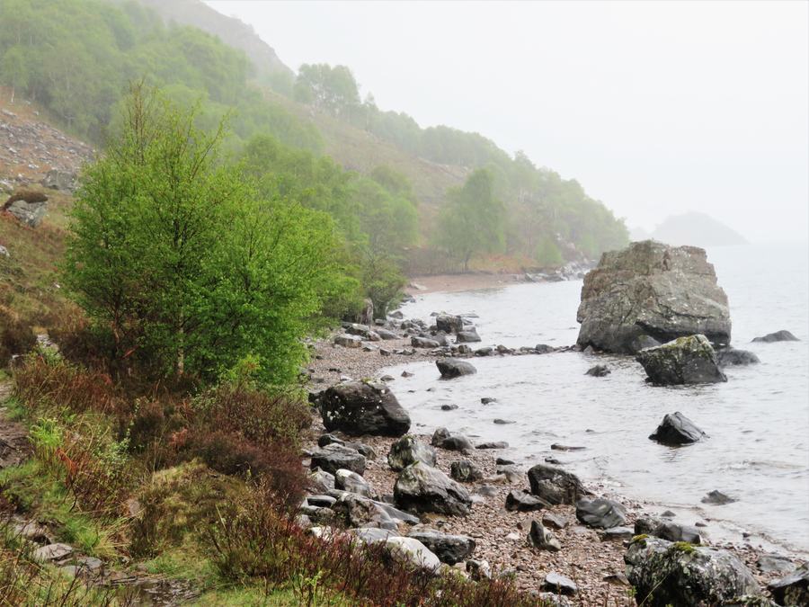 Birch trees, boulders and shingle at the water's edge on the north shore of Loch Morar in mist