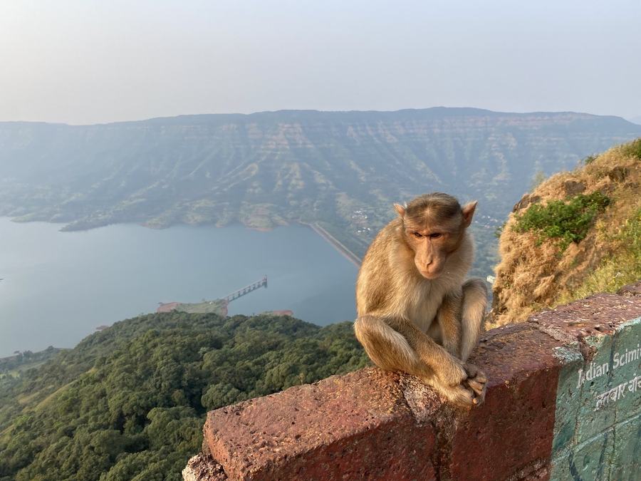 A macaque sitting on a red stone wall above a lake, a long flat-topped ridge on the far side