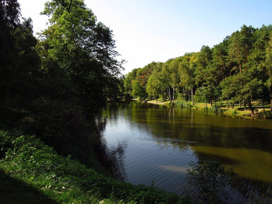 A still pond edged with reeds and willows under mixed woodland