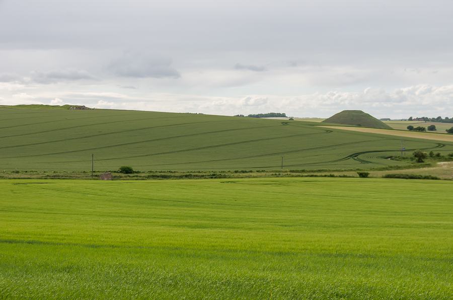 Green crop fields on rolling chalk downland near West Kennett in Wiltshire