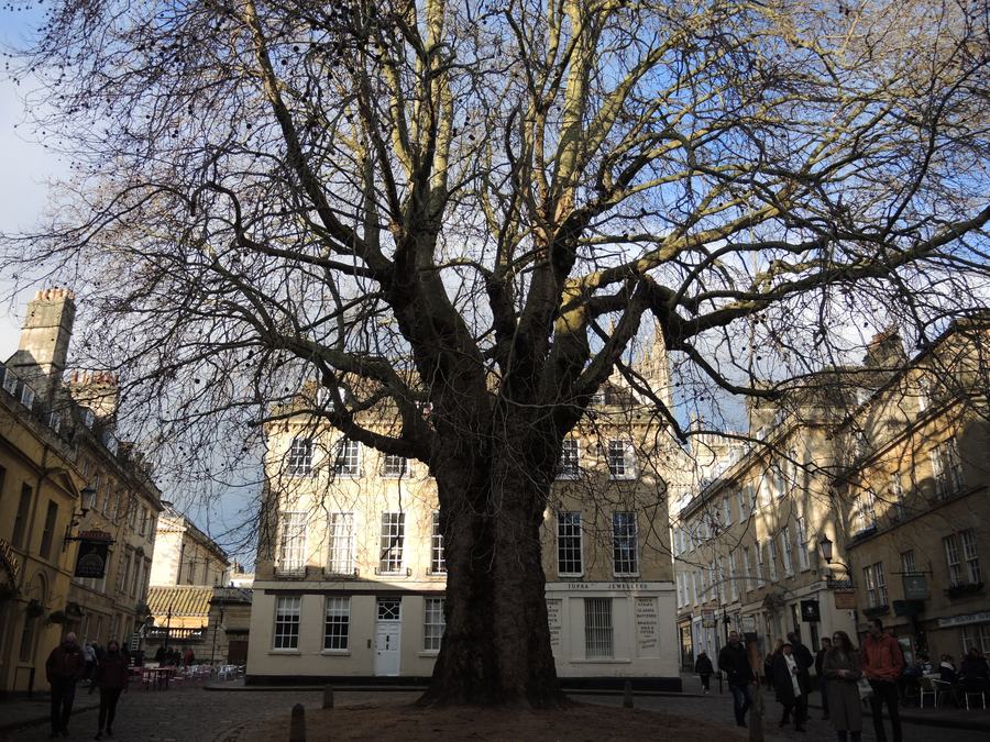 Small cobbled square in Bath with a huge bare plane tree in the middle and Georgian stone buildings around it