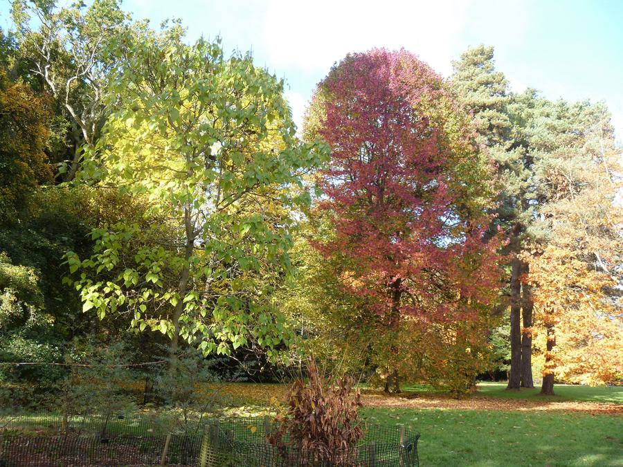 Autumn trees in red, yellow and green on a lawn at Westonbirt Arboretum