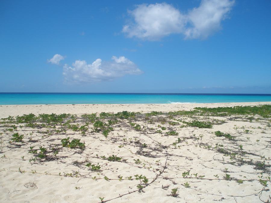 An empty white sand beach with low scrub in the foreground running to turquoise sea and a clear sky.