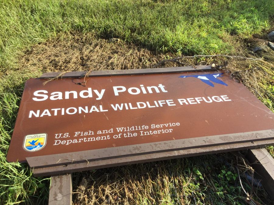 A large brown and white U.S. Fish and Wildlife Service sign reading Sandy Point National Wildlife Refuge, tilted over into long grass.