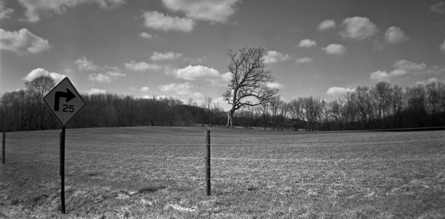 A black and white view across a bare winter field and a wire fence to a single large leafless oak standing alone on a low ridge, a road speed sign in the left foreground.